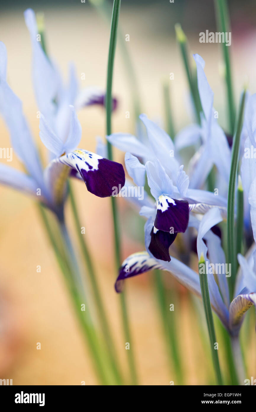 Iris reticulata. Inizio bulboso iris Foto Stock