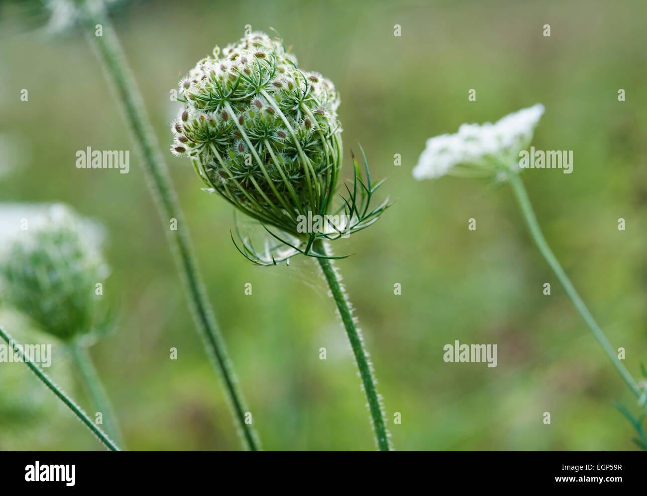 Carota carota selvatica, Daucus carota. Vista laterale di uno seedhead con umbels dei piccoli semi pelosi e un fiore soft focus dietro. Foto Stock