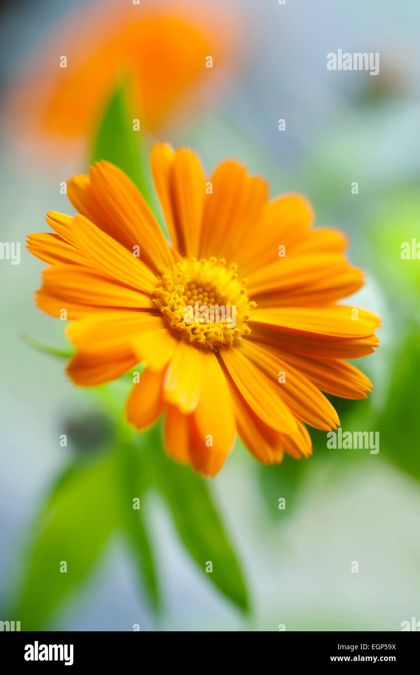 Calendula, Calendula officinalis. Chiudi vista frontale di uno aperto fiore di arancia con lascia dietro di sé. Messa a fuoco selettiva. Foto Stock