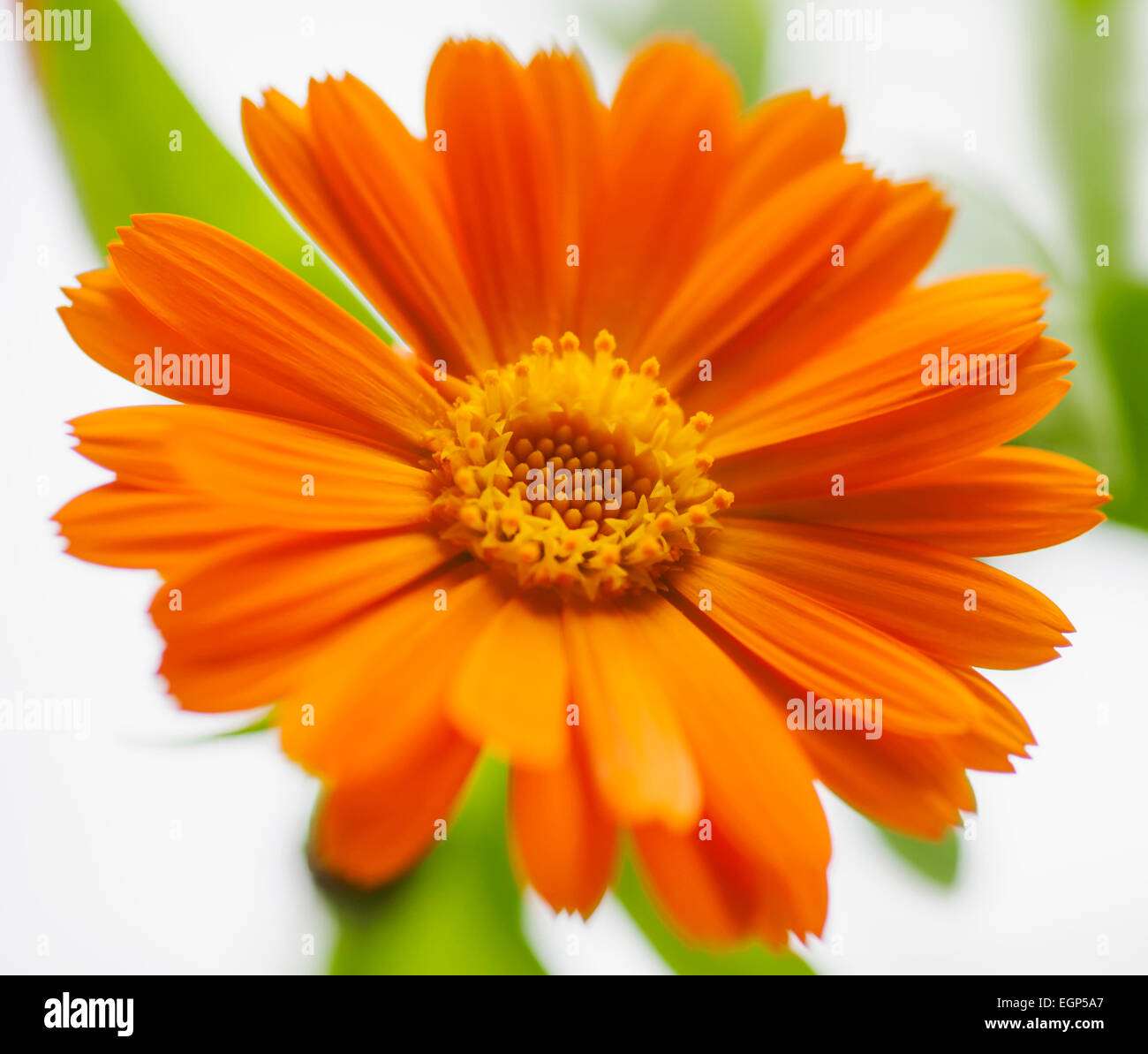Calendula, Calendula officinalis. Chiudi vista frontale di uno aperto fiore di arancia con lascia dietro di sé. Messa a fuoco selettiva. Foto Stock
