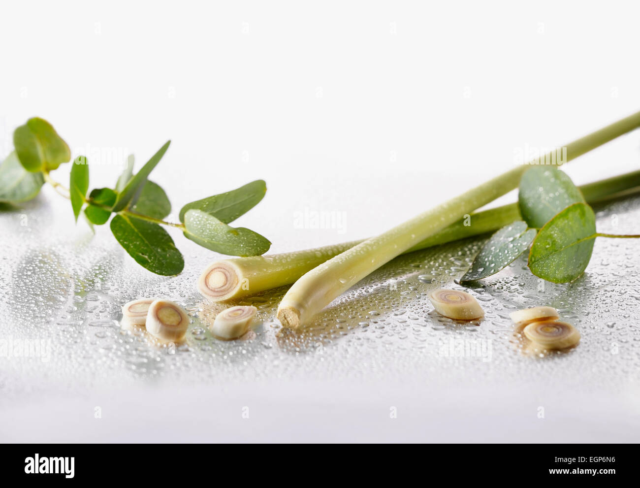 La citronella, Cymbopogon citratus gambi e le fette disposte con Eucalyptus globulus foglie su sfondo argento e spritzed con acqua. Messa a fuoco selettiva. Foto Stock