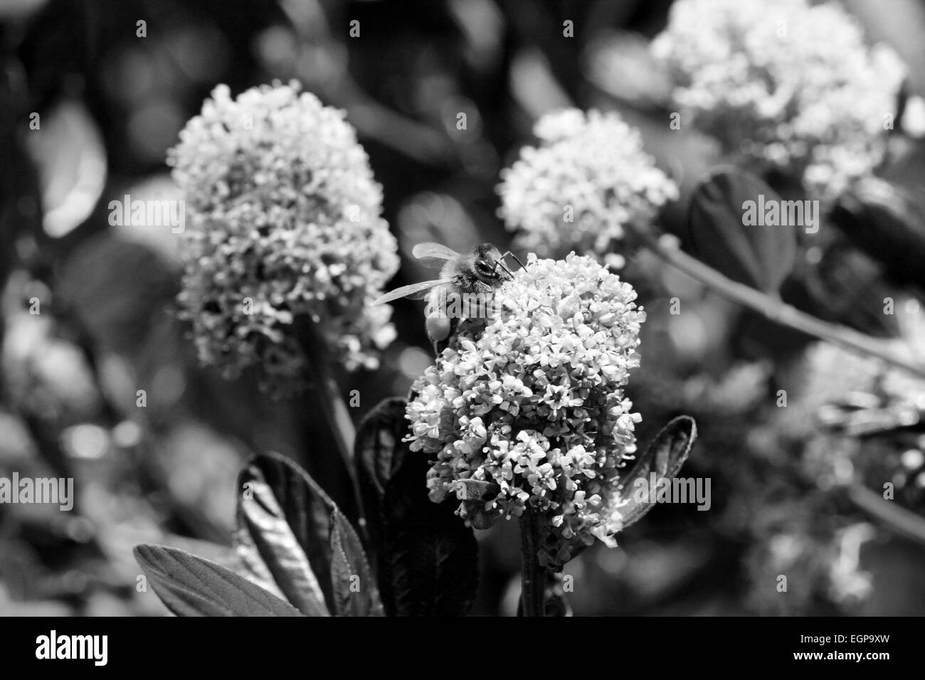 Macro di un ape per raccogliere il polline da fiori ceanothus - elaborazione monocromatica Foto Stock