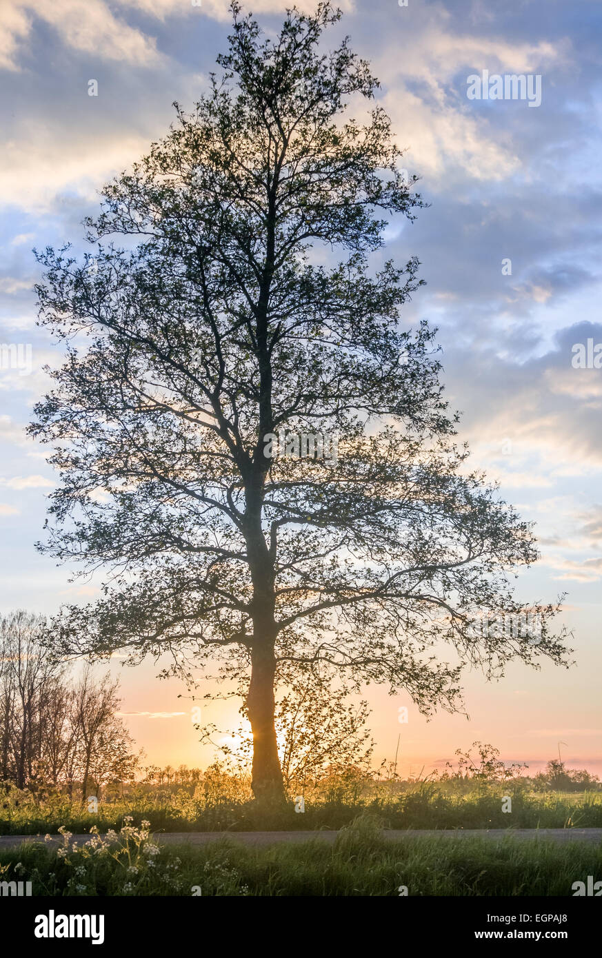 Il sole tramonta dietro un ontano nero albero. Zegveld, Utrecht, Paesi Bassi Foto Stock