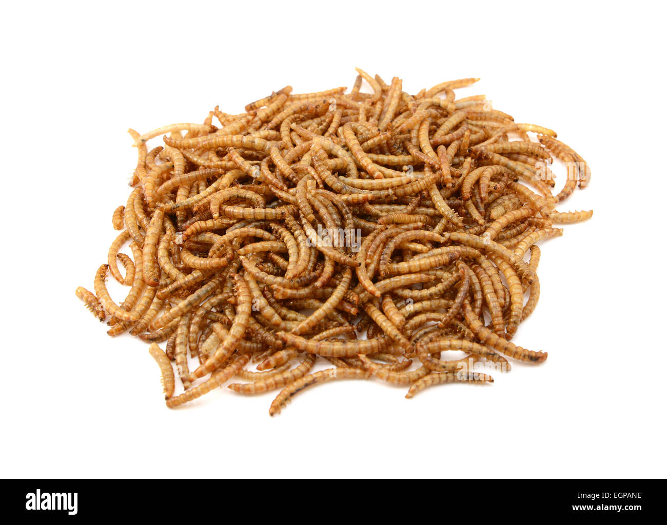 Essiccato mealworms, isolato su sfondo bianco Foto Stock