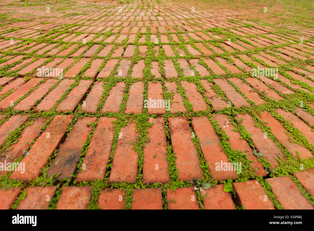 Piccole piante verdi crescente tra i bordi dei singoli lastricatori lasciare un drammatico pattern. Foto Stock