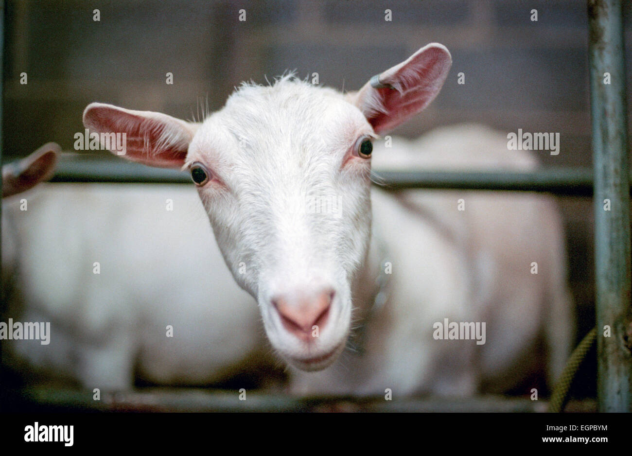 Capra in East Sussex. Foto Stock