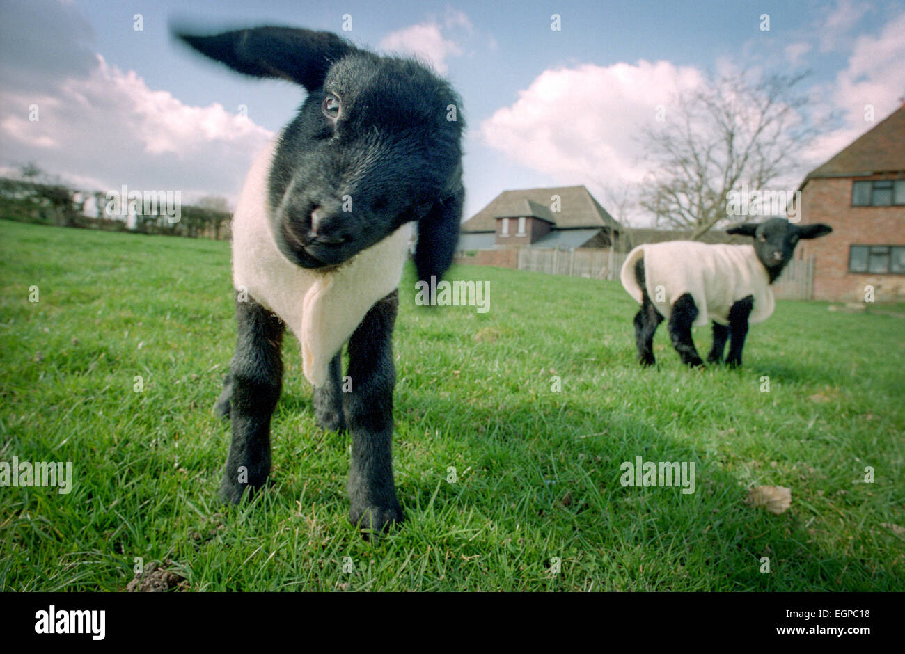 Agnelli in East Sussex indossare giacche di lana per mantenerle calde. Foto Stock