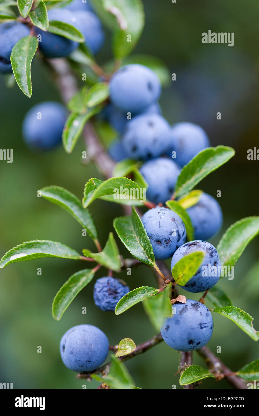 Prugnolo, Prunus spinosa, abbondanti viola prugnoli cresce su un arbusto in autunno nel New Forest. Foto Stock