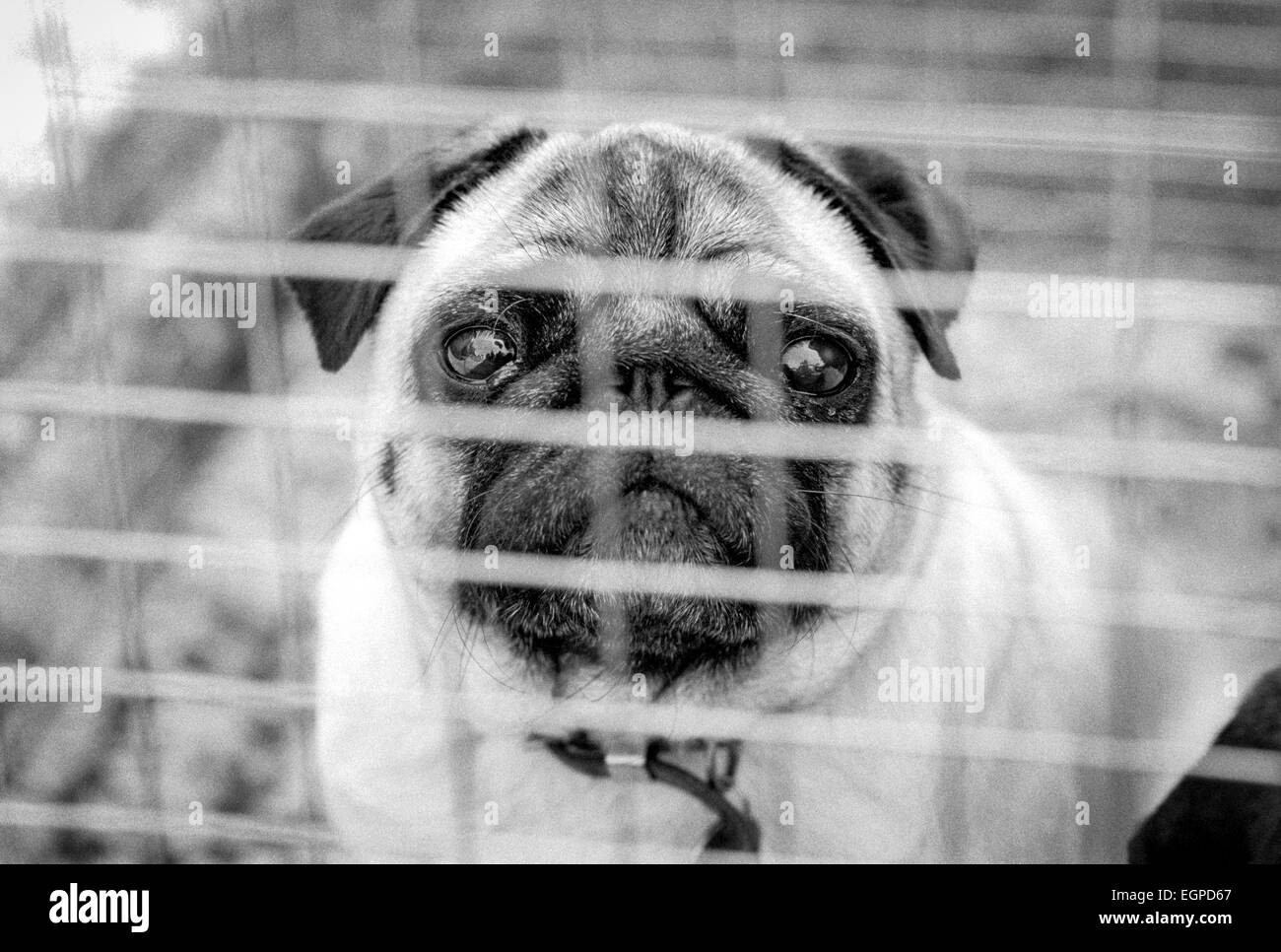 Pug cani in un dog show a Crowhurst, East Sussex. Foto Stock