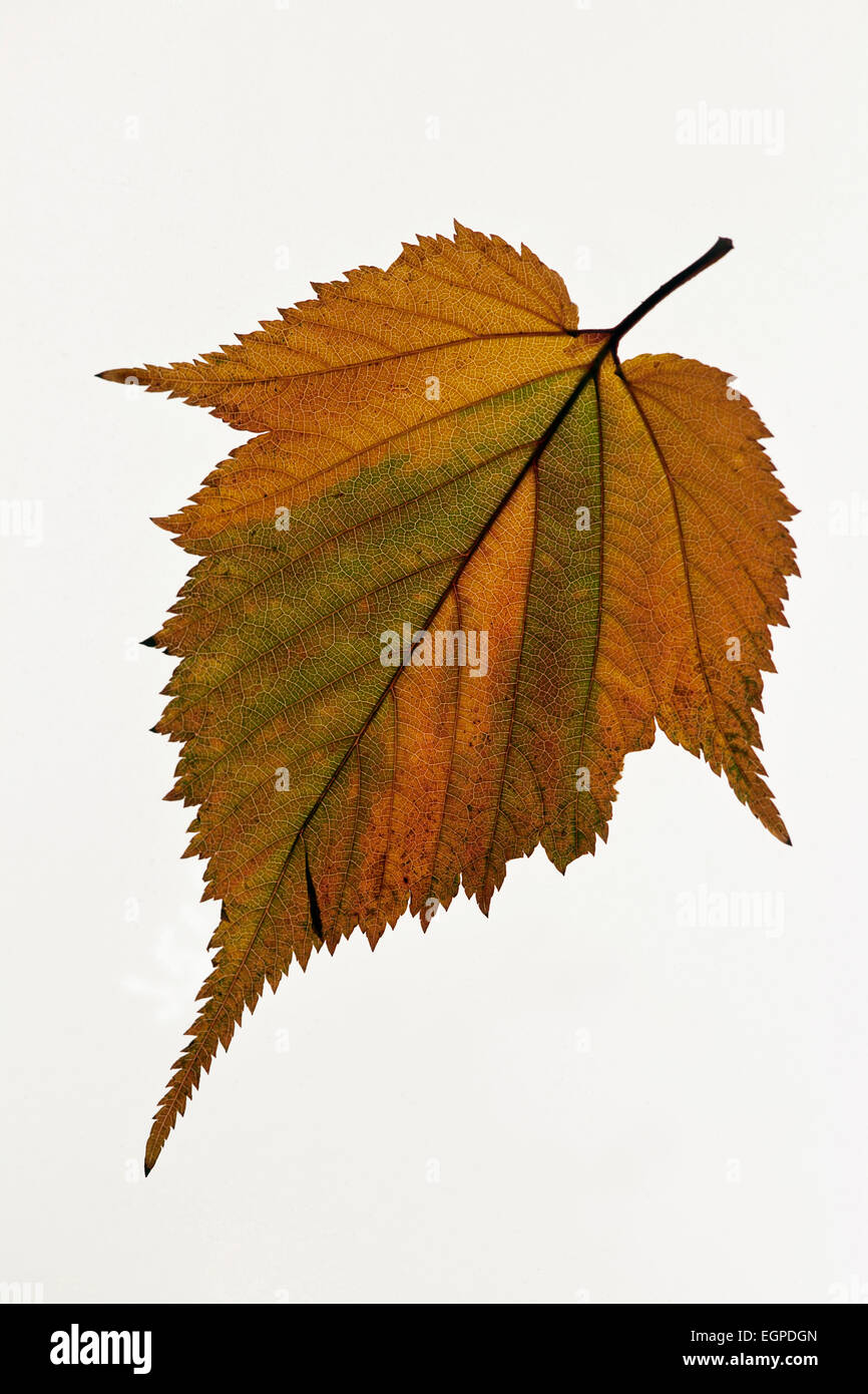 L'acero campestre, Acer campestre, Singolo orange Colore verde foglia di molla contro uno sfondo bianco. Foto Stock