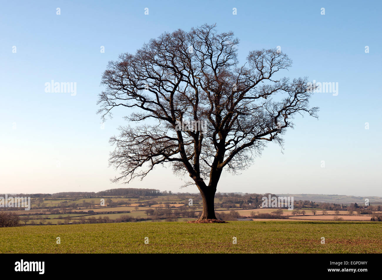Unico albero di quercia in inverno, Warwickshire, Inghilterra, Regno Unito Foto Stock