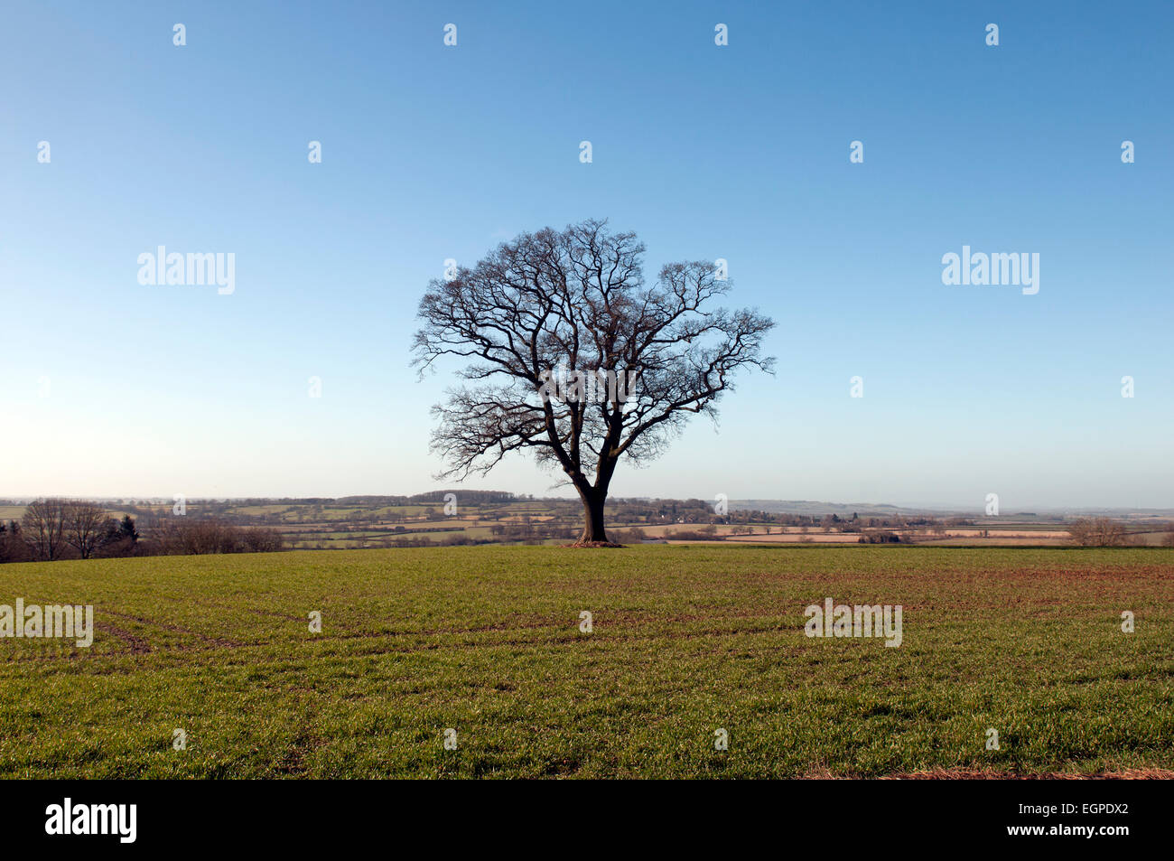 Unico albero di quercia in inverno, Warwickshire, Inghilterra, Regno Unito Foto Stock