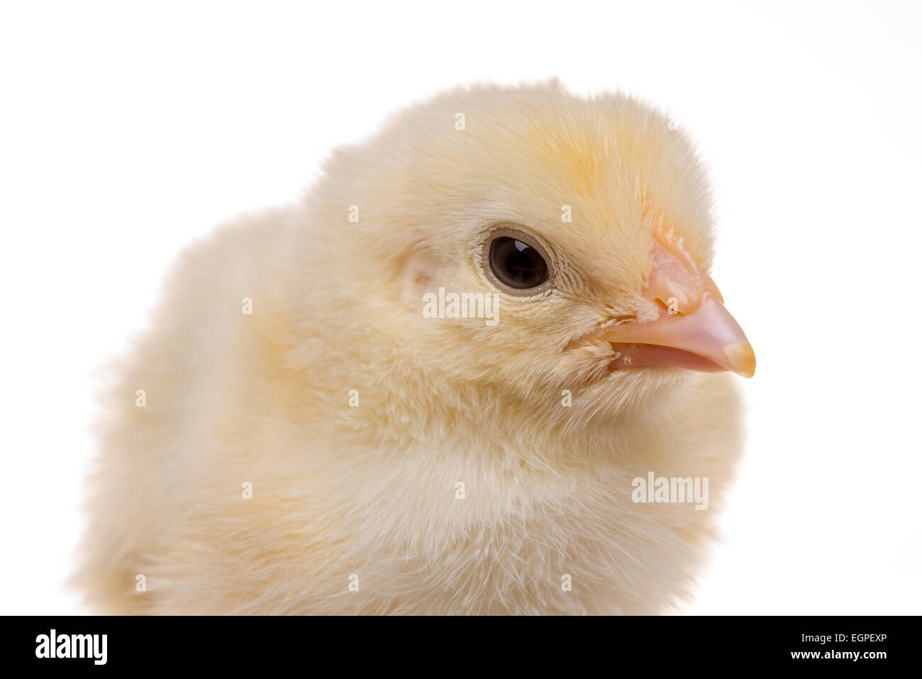 Pulcino Foto Stock