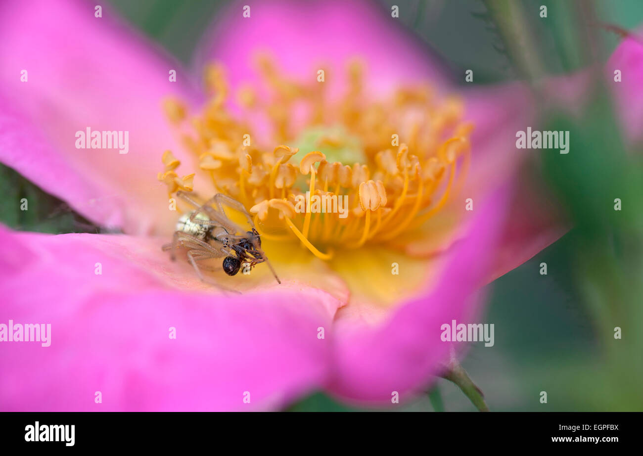 Rosa, Rosa "Summer Breeze', molto vicino vista di aprire il fiore rosa con ciuffo di stami gialli e una piccola spider catturare una formica. Foto Stock