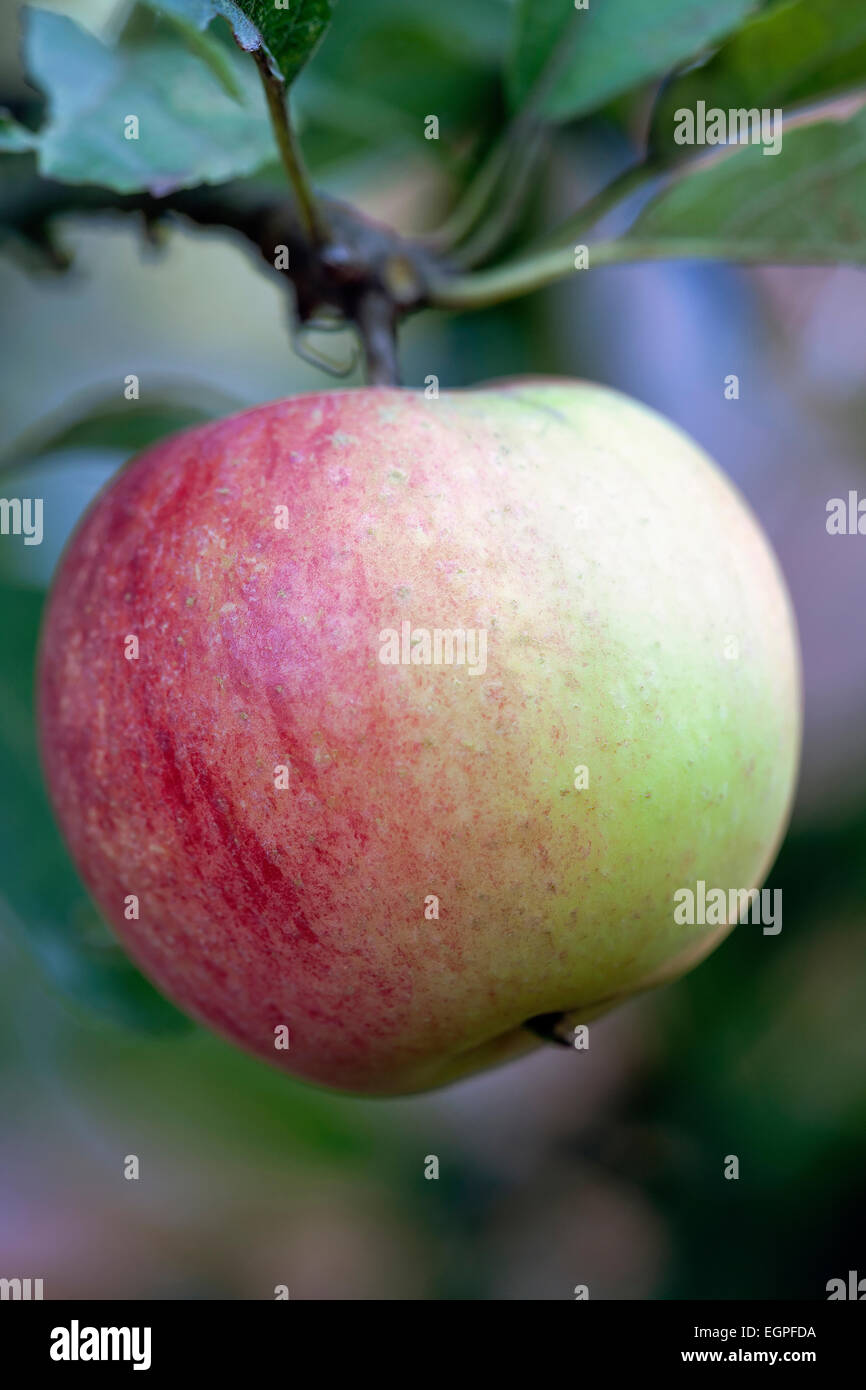 Apple, Malus domestica "Worcester Pearmain', Vicino vista laterale di una mela verde con red blush, pendente da un ramoscello con foglie. Foto Stock