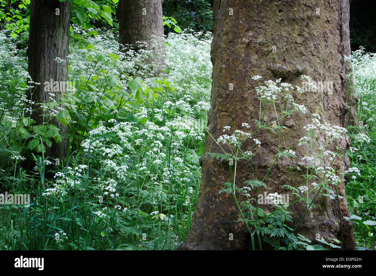 Mucca prezzemolo, Anthriscus sylvestris, masse di fiori bianchi tra boschi, con tronchi di alberi tra cui albero piano. Foto Stock