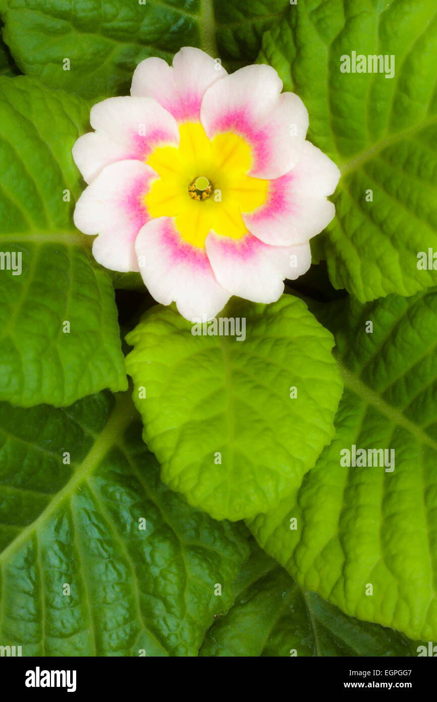 Primrose, Primula 'Delia mix", Overhead visualizzazione grafica di una crema fiore con un anello rosa e giallo centrale, circondato da un bel rosone di foglie verdi. Foto Stock