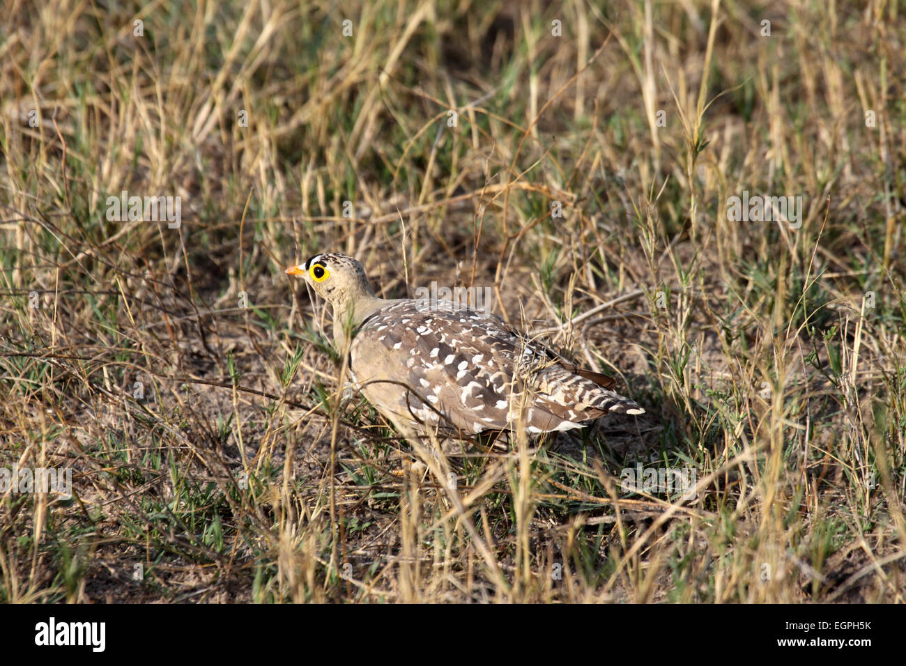 Doppio sandgrouse nastrati su suolo sabbioso nella prateria in Botswana Foto Stock