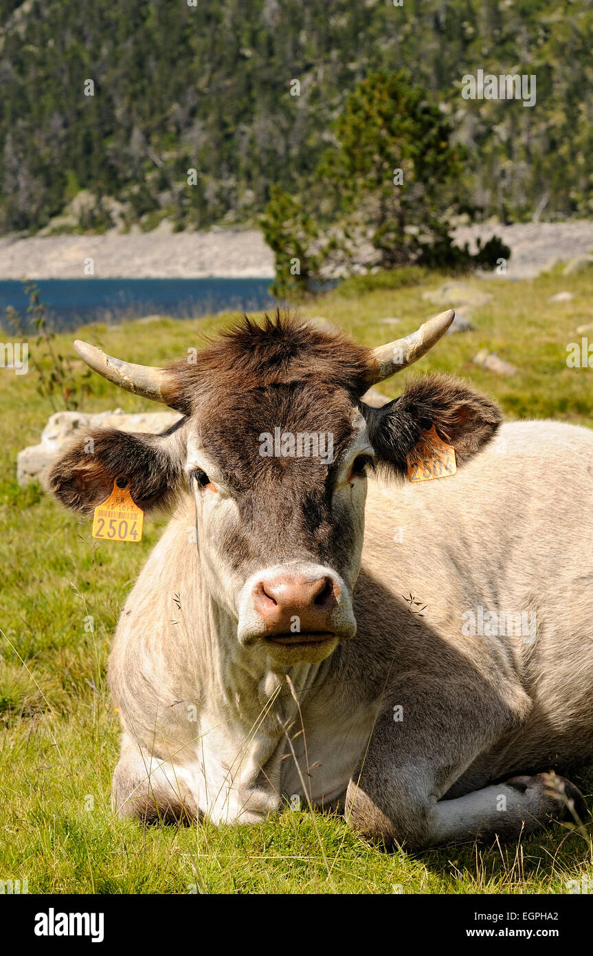 Ritratto di vacche di Razza Braunvieh in appoggio sui pascoli in in Lac d'Aubert. Néouvielle Riserva Naturale Nazionale. Pirenei. La Francia. Foto Stock