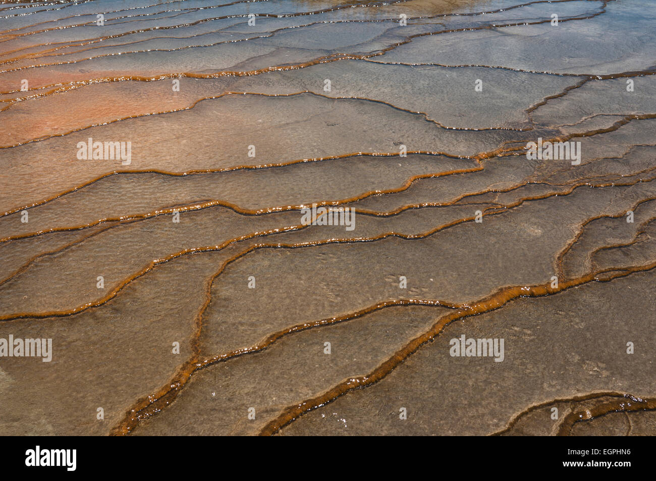 Schema naturale in Grand Prismatic Spring, il Parco Nazionale di Yellowstone, Wyoming. Non ci sono animali selvatici le vie in primavera. Foto Stock