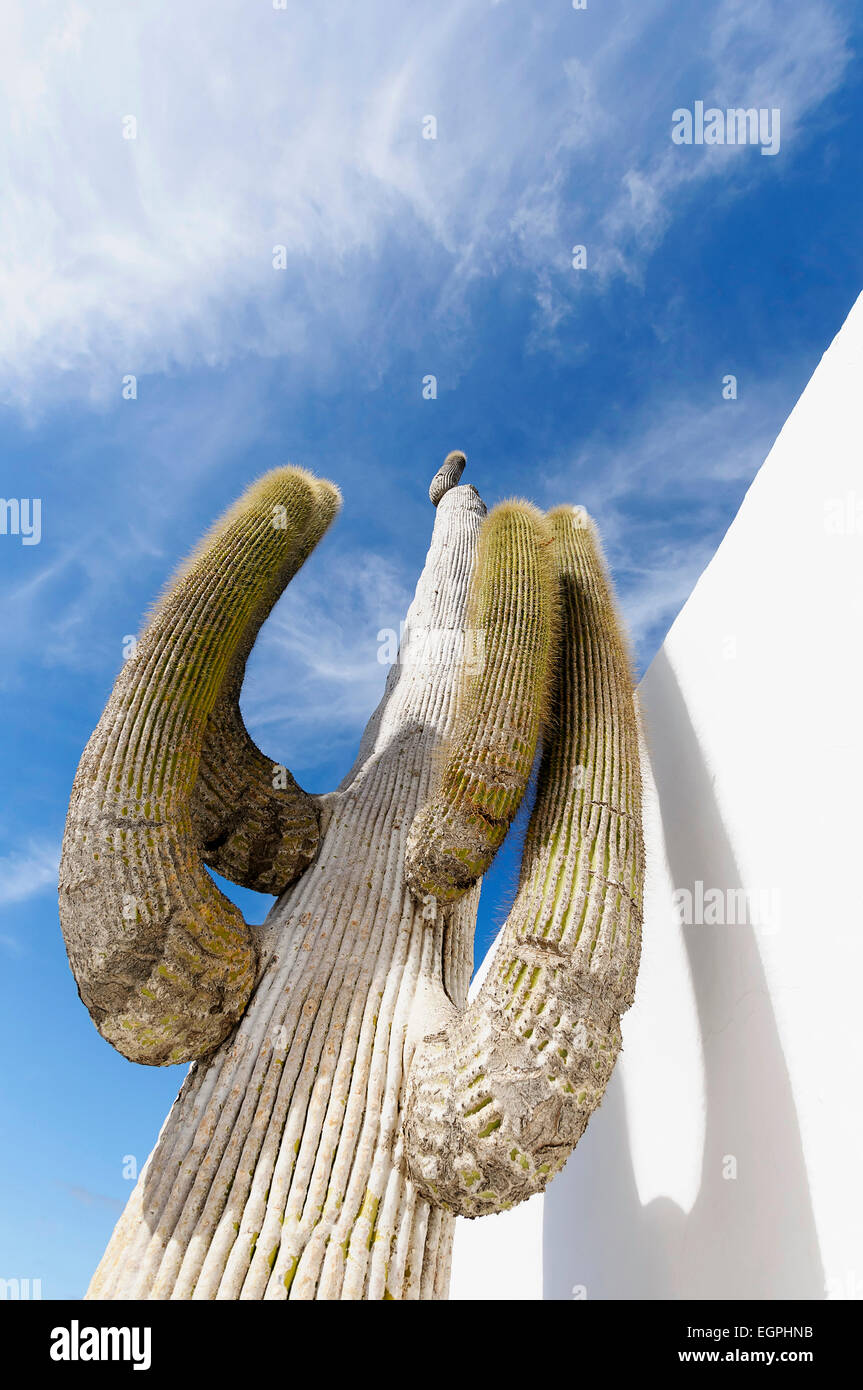 Cactus Saguaro, Carnegiea gigantea, drammatica vista dal di sotto di un unico stelo con bracci verso l'alto di derivazione verso un cielo blu con nuvole wispy, la sua ombra su un muro bianco. Foto Stock