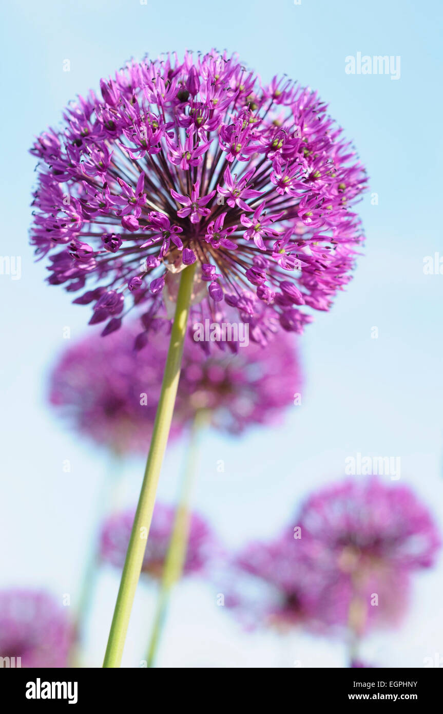 Allium Hollandicum 'viola sensazione' vista laterale di un globo a forma di testa in pieno fiore con gli altri dietro, contro il cielo blu. Foto Stock