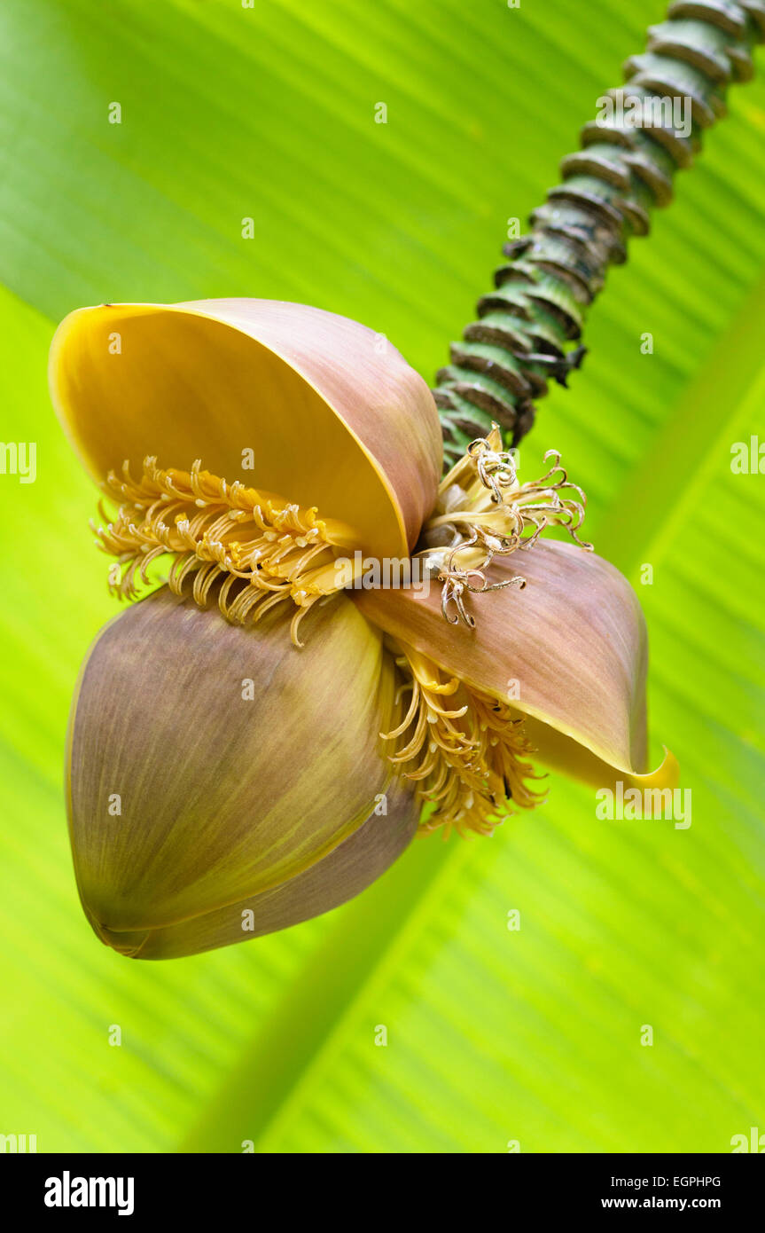 Banana giapponese, Musa basjoo, vicino vista laterale di un fiore di colore marrone con più stami, un luminoso verde foglia dietro. Foto Stock