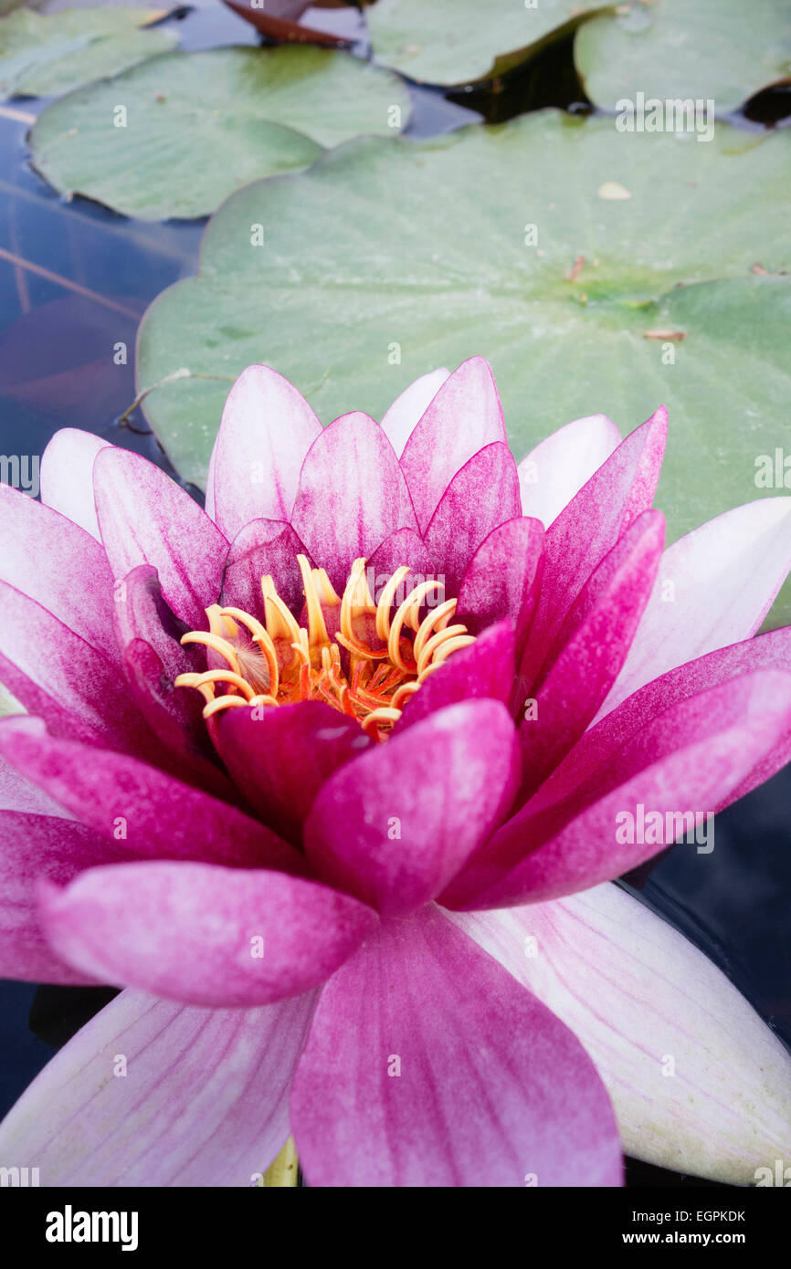 Ninfee, ninfei cultivar, chiudere la vista di una rosa di fiori magenta con ciuffo di stami gialli e lascia dietro di sé Foto Stock