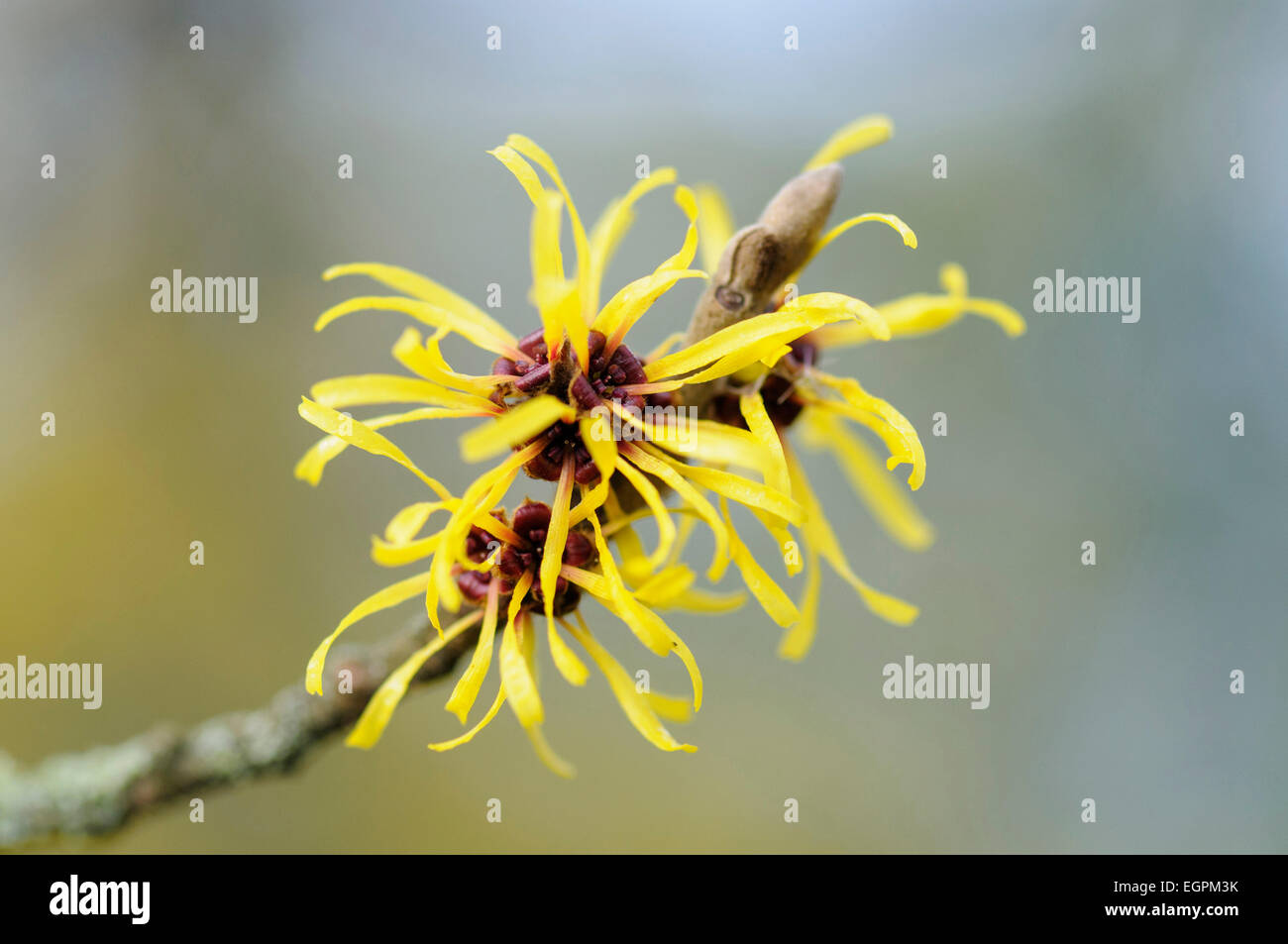 Amamelide, Hamamelis x intermedia 'Pallida', chiudere la vista di un ramoscello cuscinetto shaggy lunga e sottile petalled fiori gialli . Foto Stock