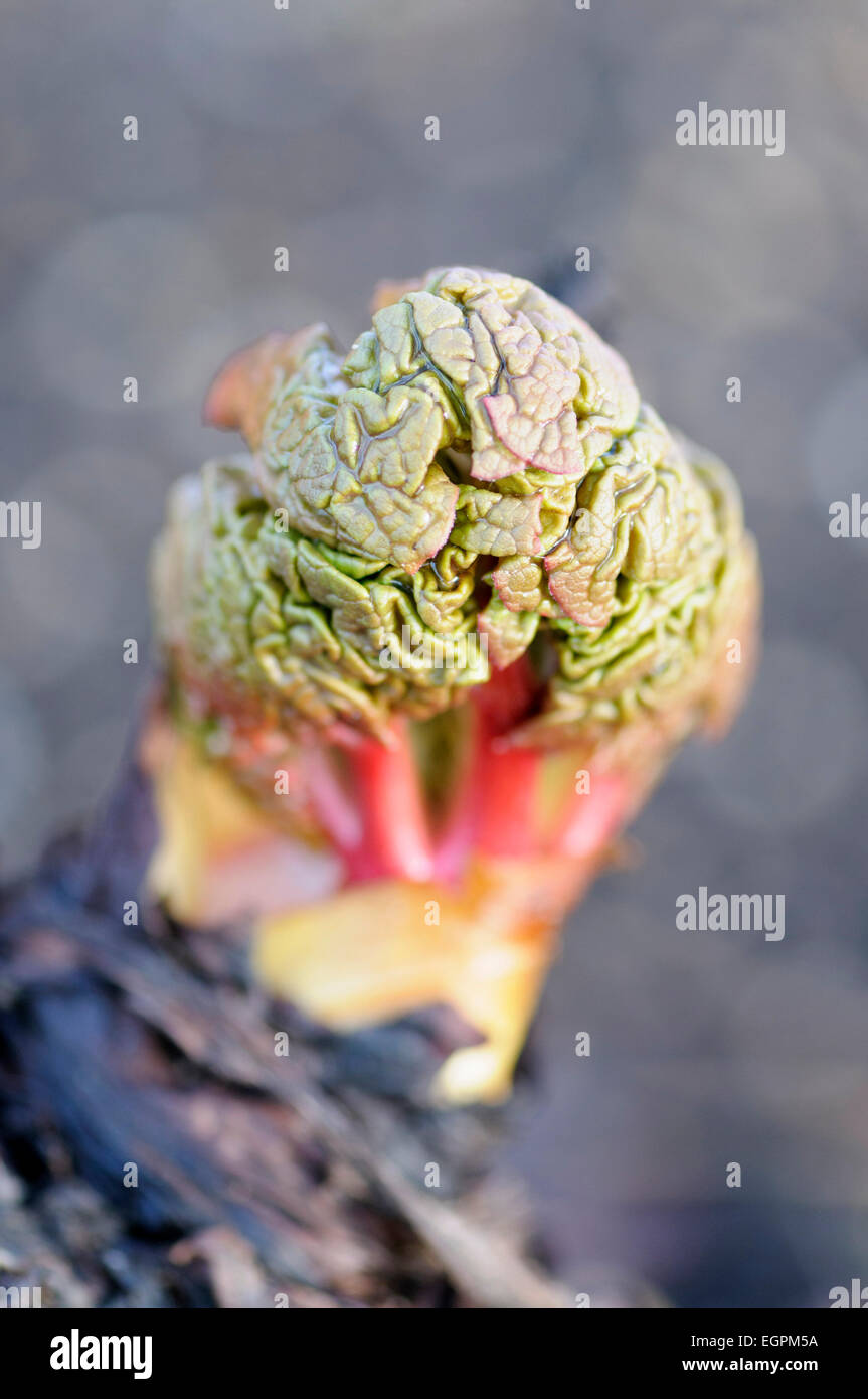 Rabarbaro, Rheum rhabarbarum, nuovo emergente di allevamento da surroundungs grigio, con le foglie compressa e cercando simile a un cervello. Foto Stock