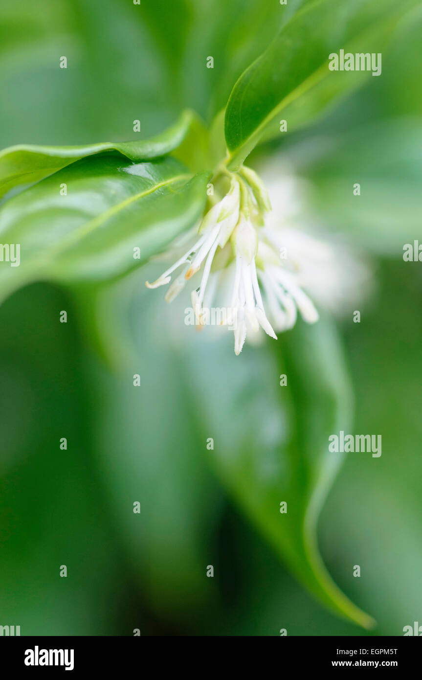 Scatola di dolci, Sarcococca confusa, Chiudi vista ritagliata di profumati fiori bianchi e foglie lucide. Foto Stock
