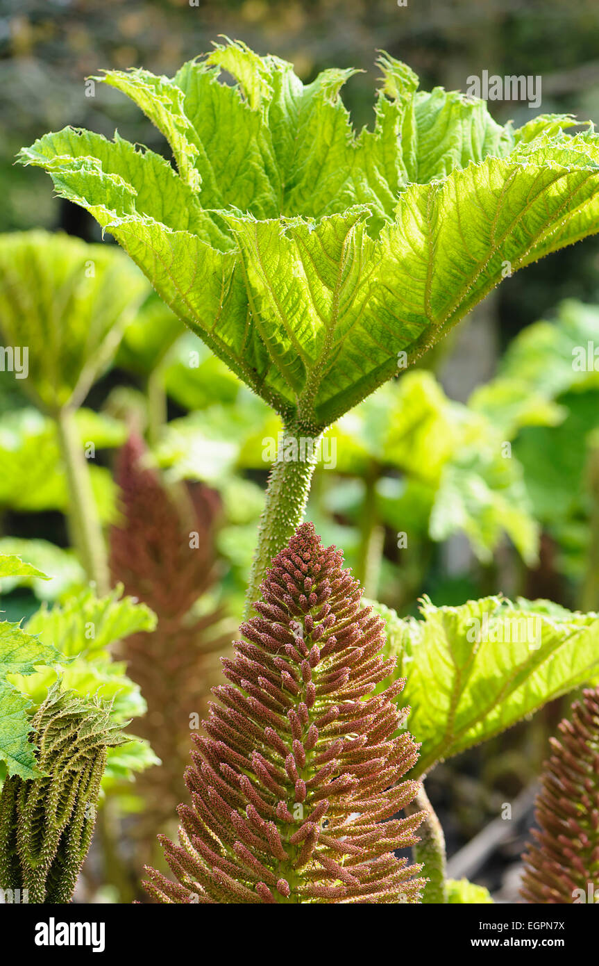 Gunnera manicata, vista laterale di emergenti impulso breve primavera foglie con grande fiore picchi. Foto Stock