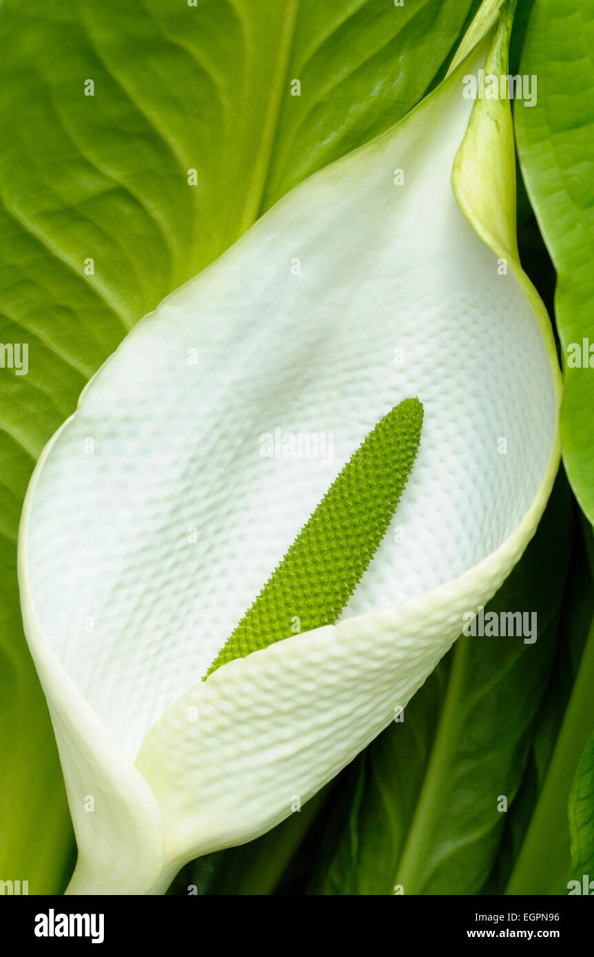 Skunk Cabbge, Lysichiton americanus, vicino mostrando petail bianco e verde stame. Foto Stock