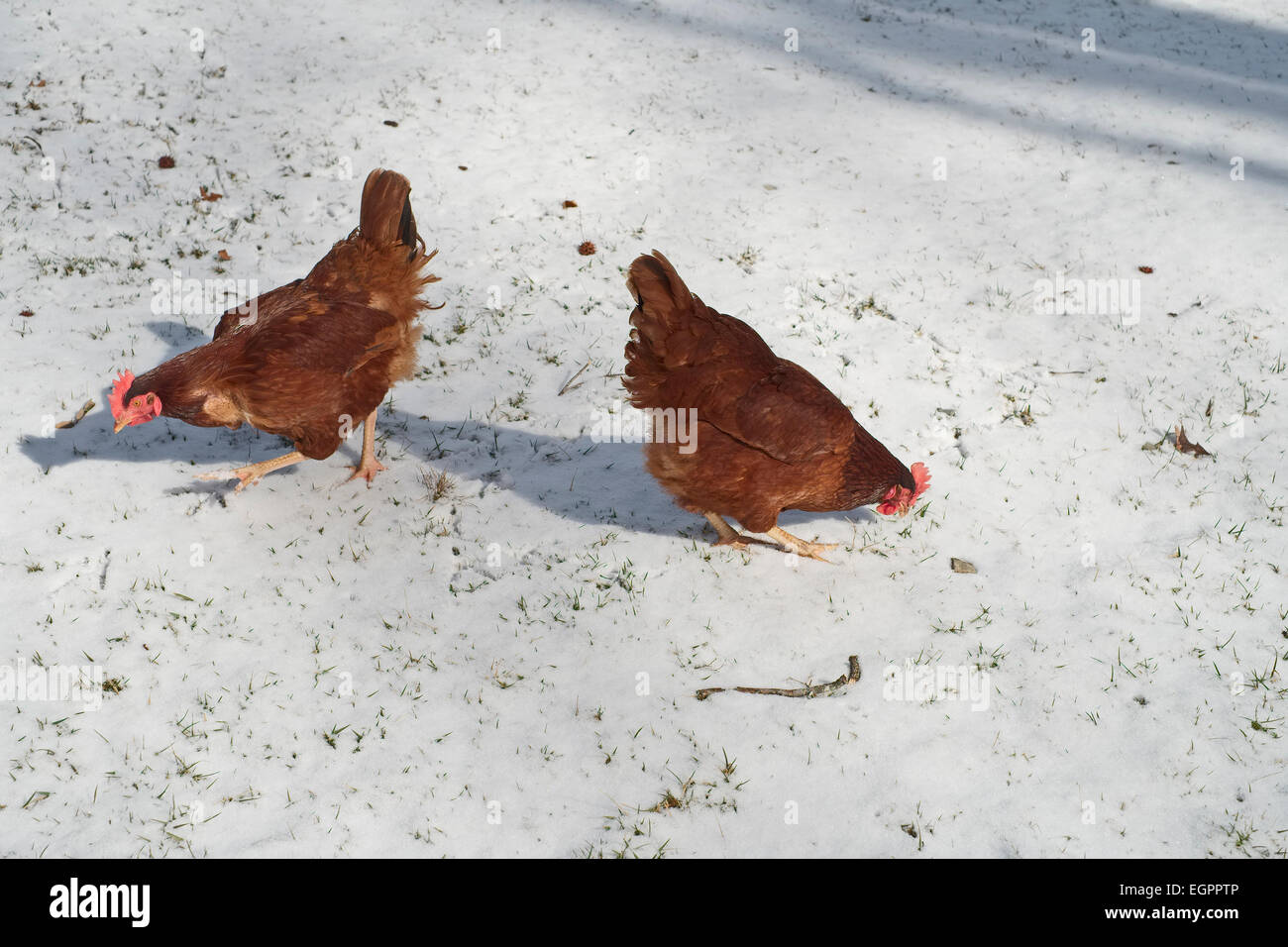 La Rhode Island red polli rovistando nella neve. Backyard polli in cerca di cibo. Foto Stock