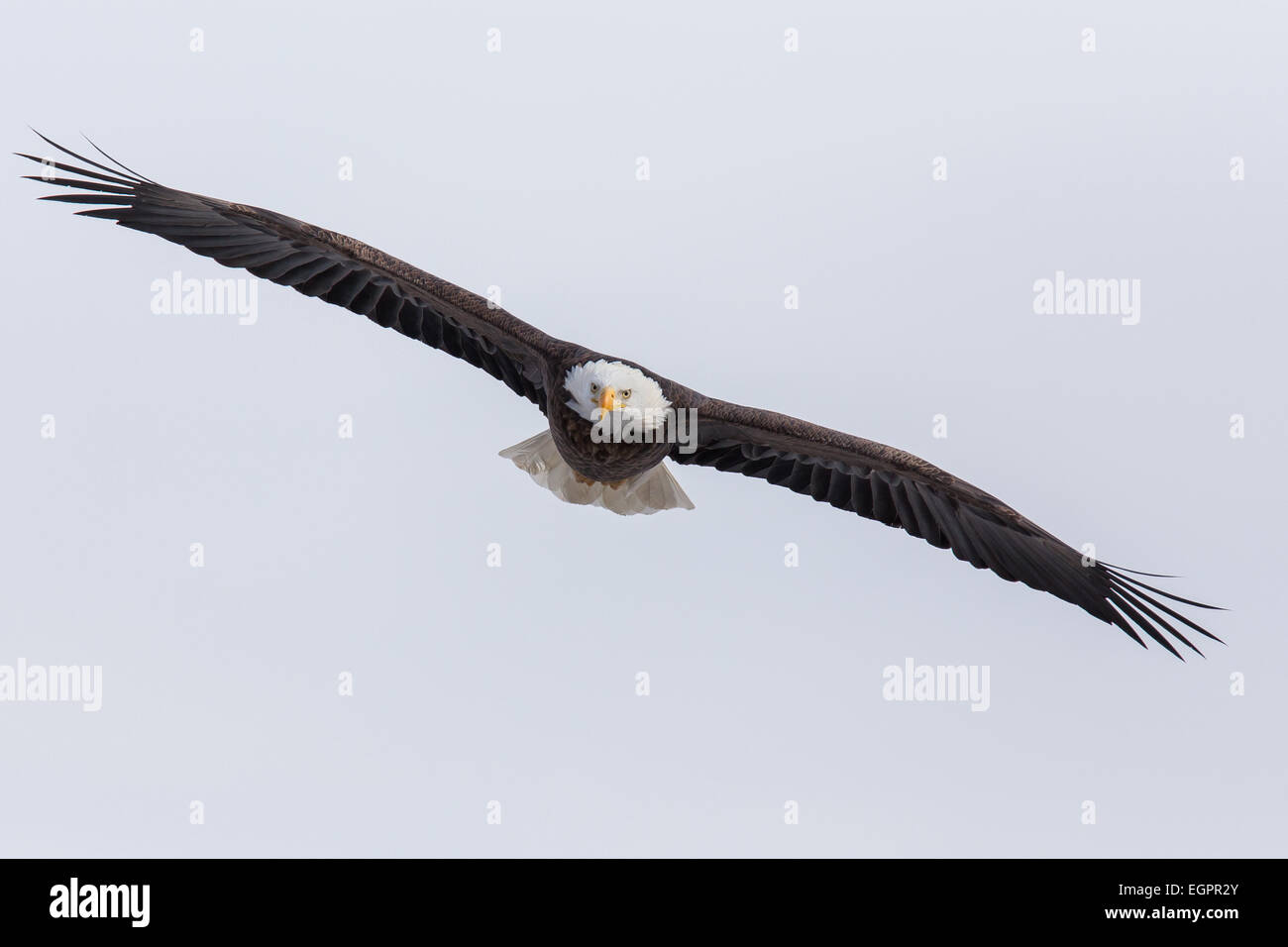 Una matura aquila calva battenti. Foto Stock