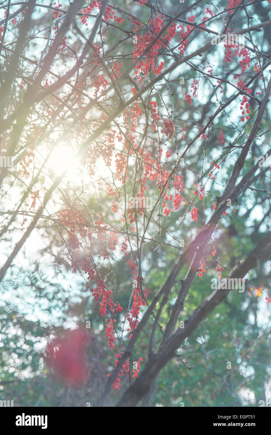 Molla albero con frutti rossi Foto Stock