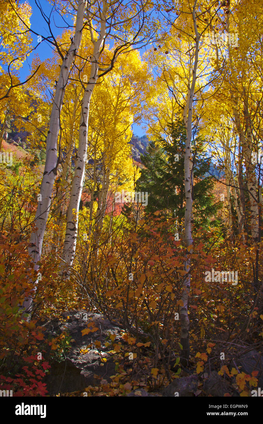 Rosso, giallo e arancione foglie durante l'autunno lungo il sentiero per il Lago di Blanche, nelle montagne Wasatch, Utah, Stati Uniti. Foto Stock