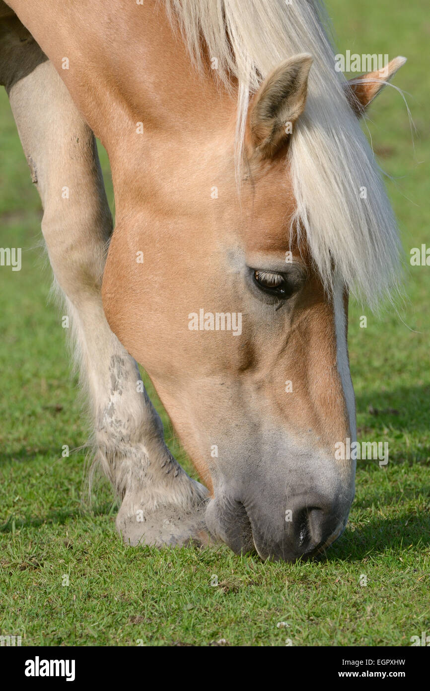 Cavallo, marrone e bionda in un prato a mangiare erbe Foto Stock