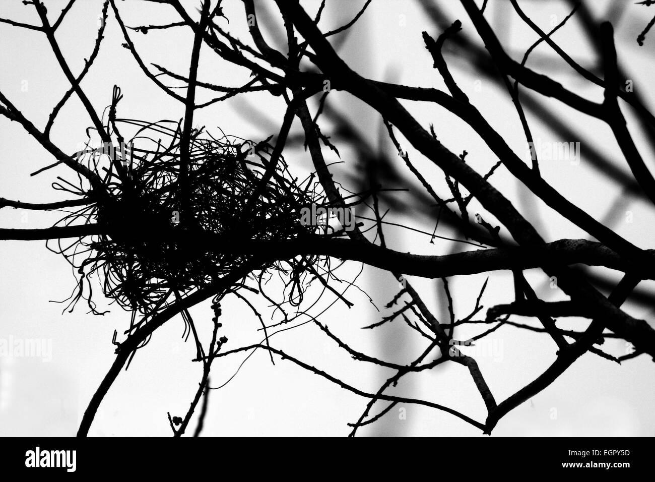 Nido di uccelli sulla struttura ad albero Foto Stock
