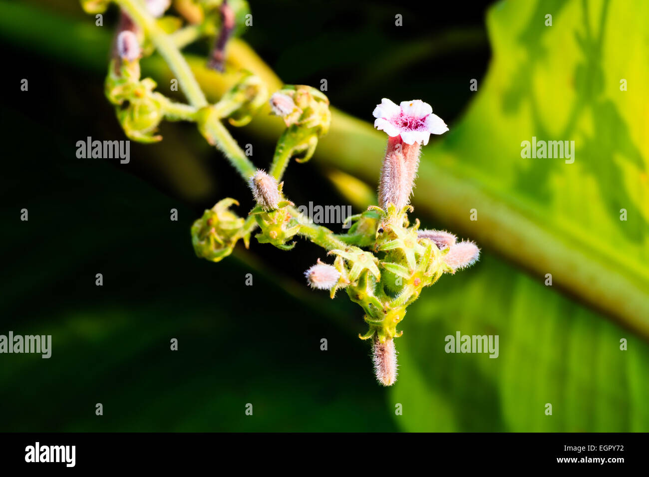 Fiore selvatico nella foresta alla provincia di Lampang, Thailandia Foto Stock