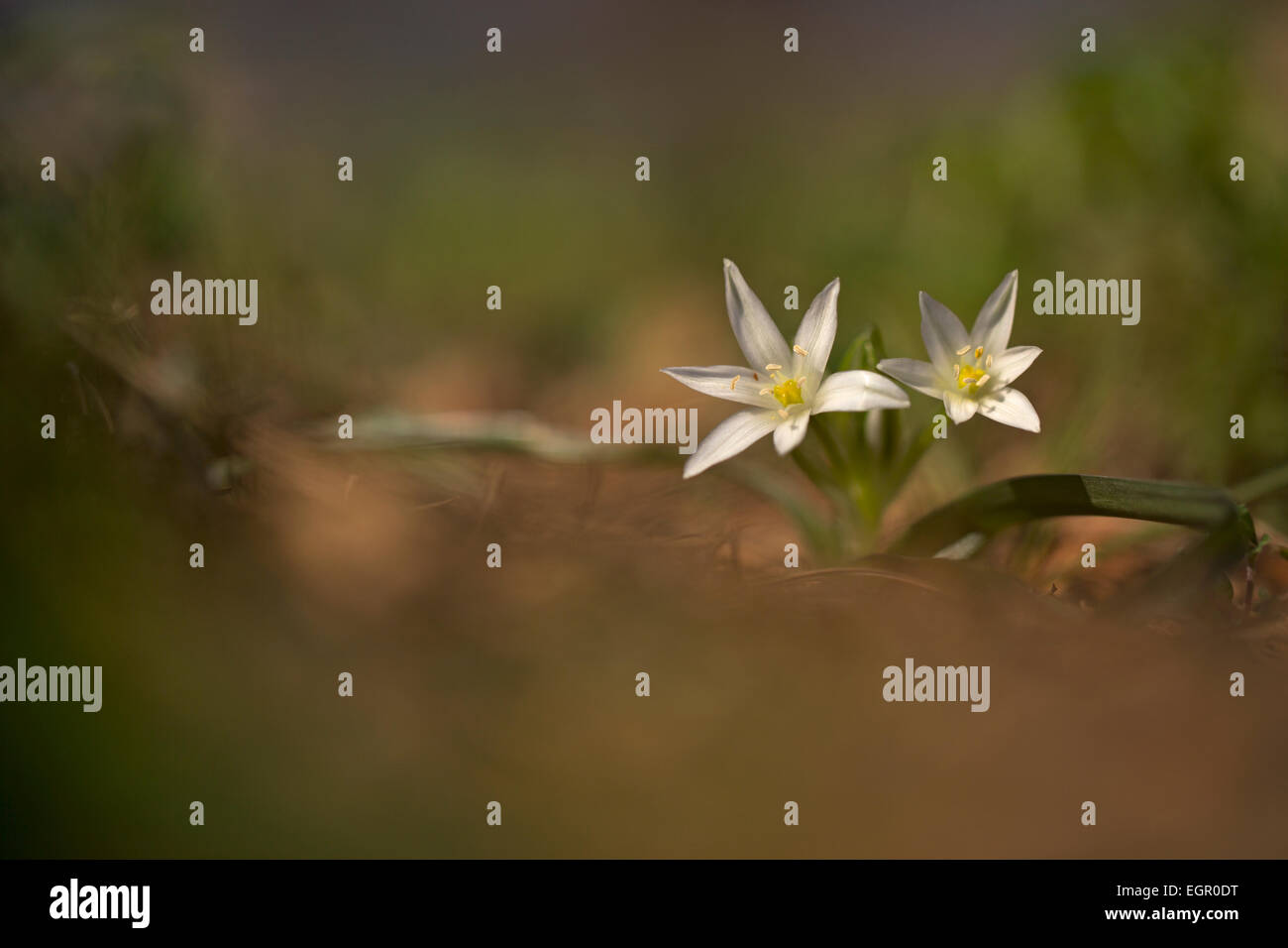 Fiori e fogliame della stella di Betlemme (Ornithogalum montanum). Fotografato in Israele in gennaio Foto Stock