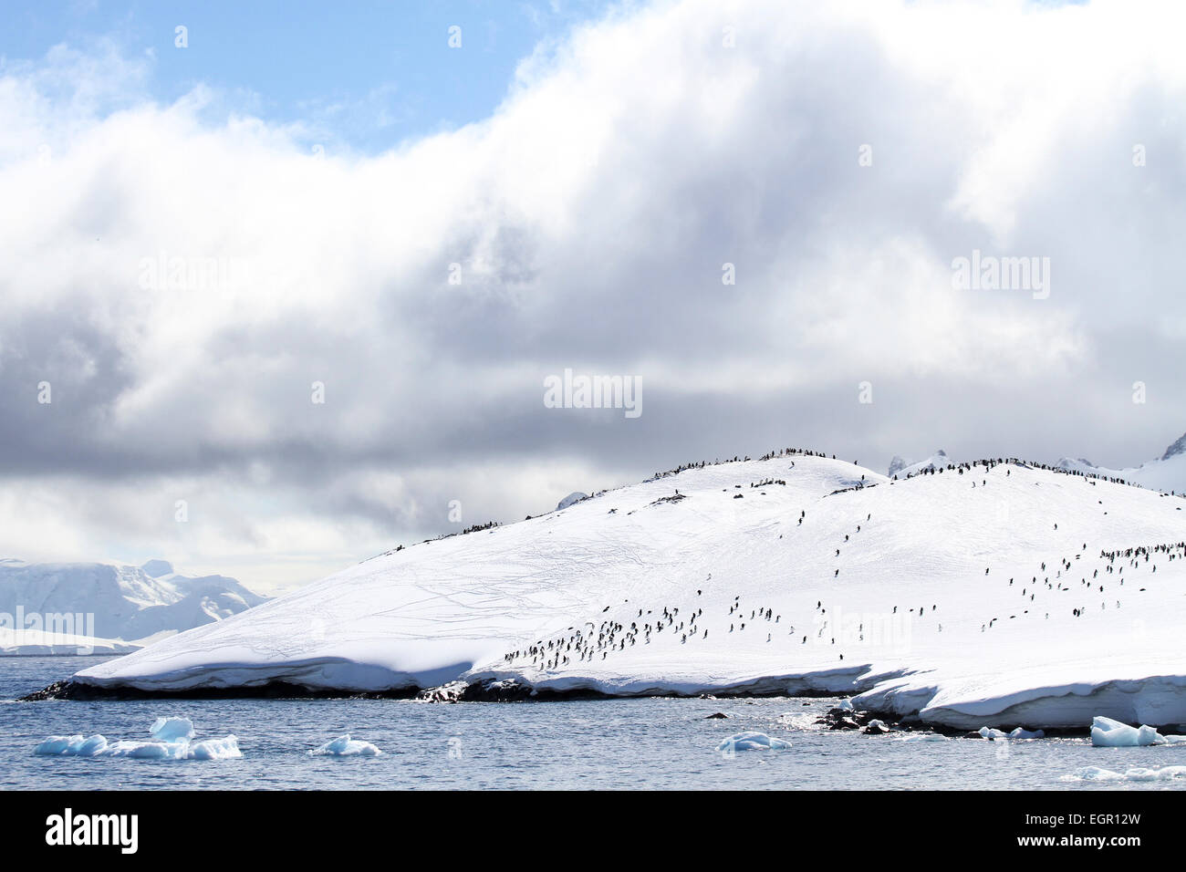 I pinguini di Gentoo (Pygoscelis papua). I pinguini Gentoo crescere a lunghezze di 70 centimetri e vive in grandi colonie su Antartide è Foto Stock