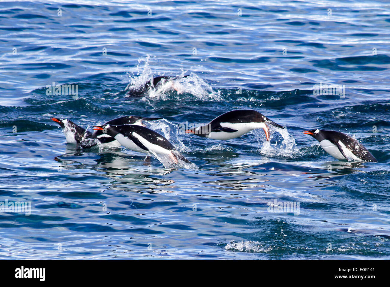 I pinguini di Gentoo (Pygoscelis papua) nuotare nell'oceano. I pinguini Gentoo crescere a lunghezze di 70 centimetri e vive in grandi co Foto Stock