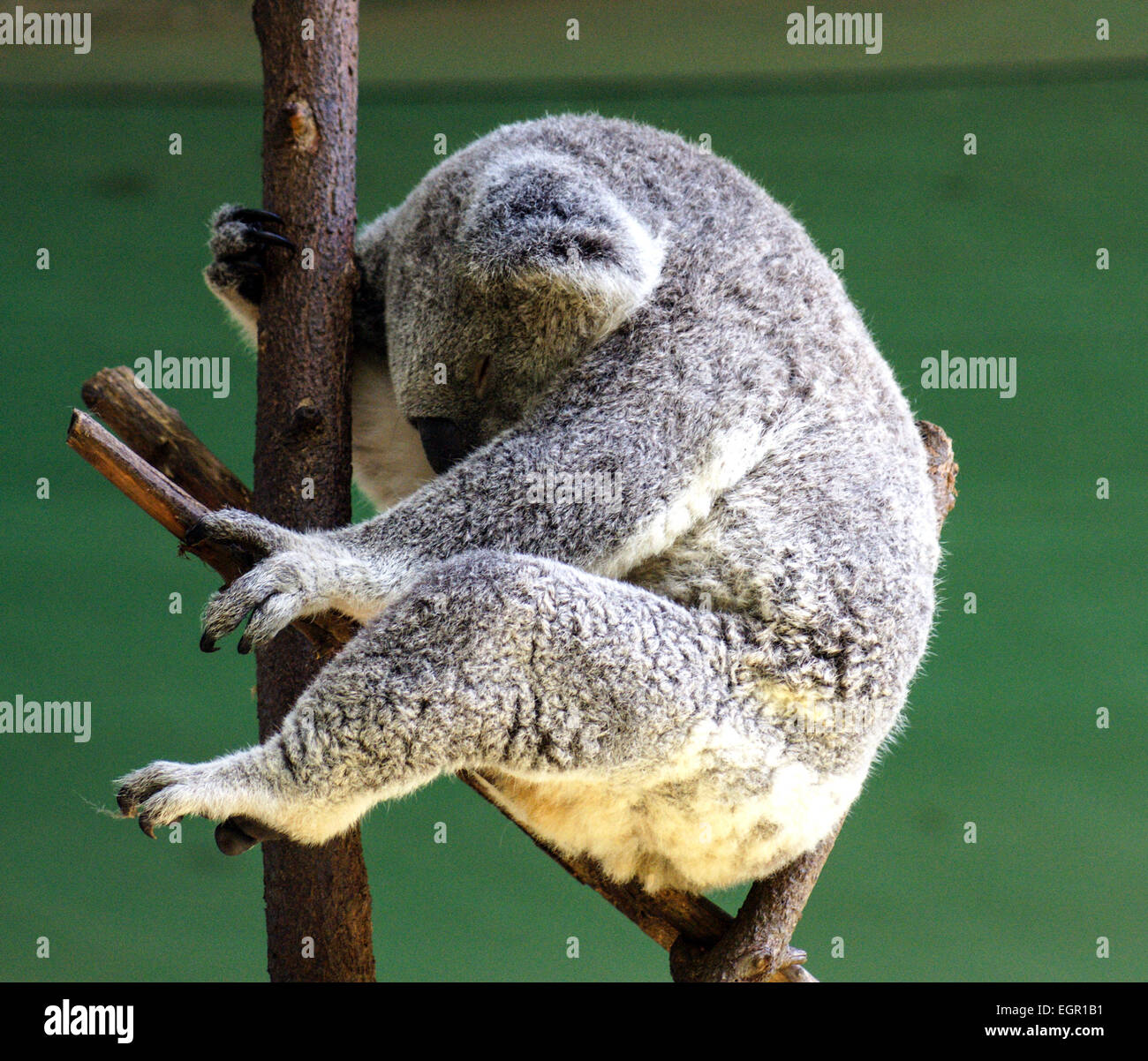 Il Koala suono addormentato su un ramo di albero. Foto Stock