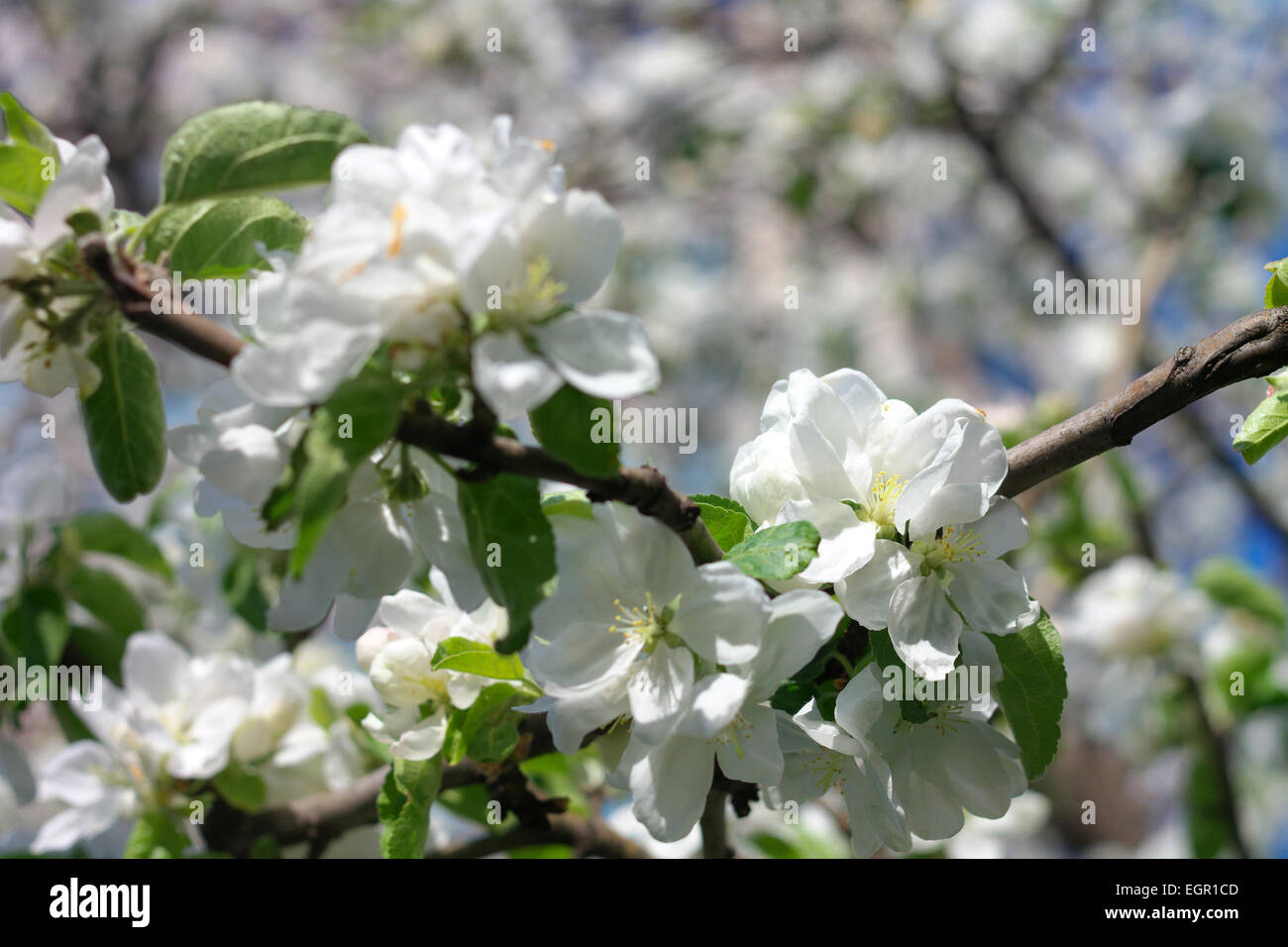Fiore di Apple a molla Foto Stock