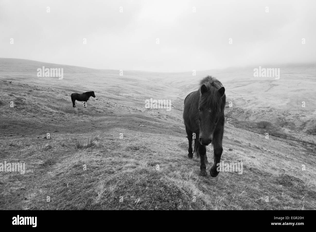 Pony selvatici in Montagna Nera area del Parco Nazionale di Brecon Beacons, Wales, Regno Unito. Foto Stock