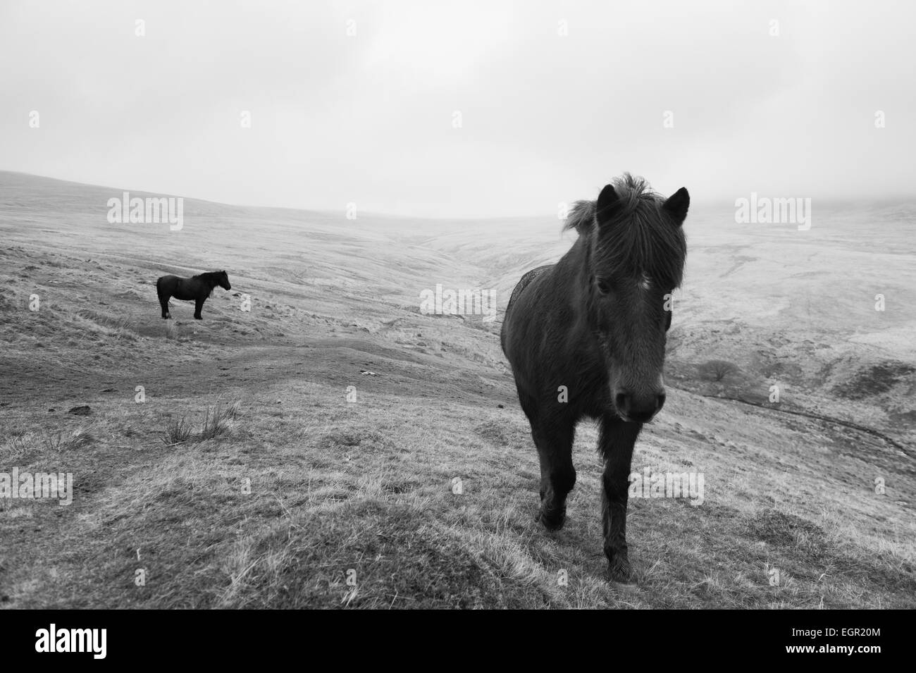 Pony selvatici in Montagna Nera area del Parco Nazionale di Brecon Beacons, Wales, Regno Unito. Foto Stock