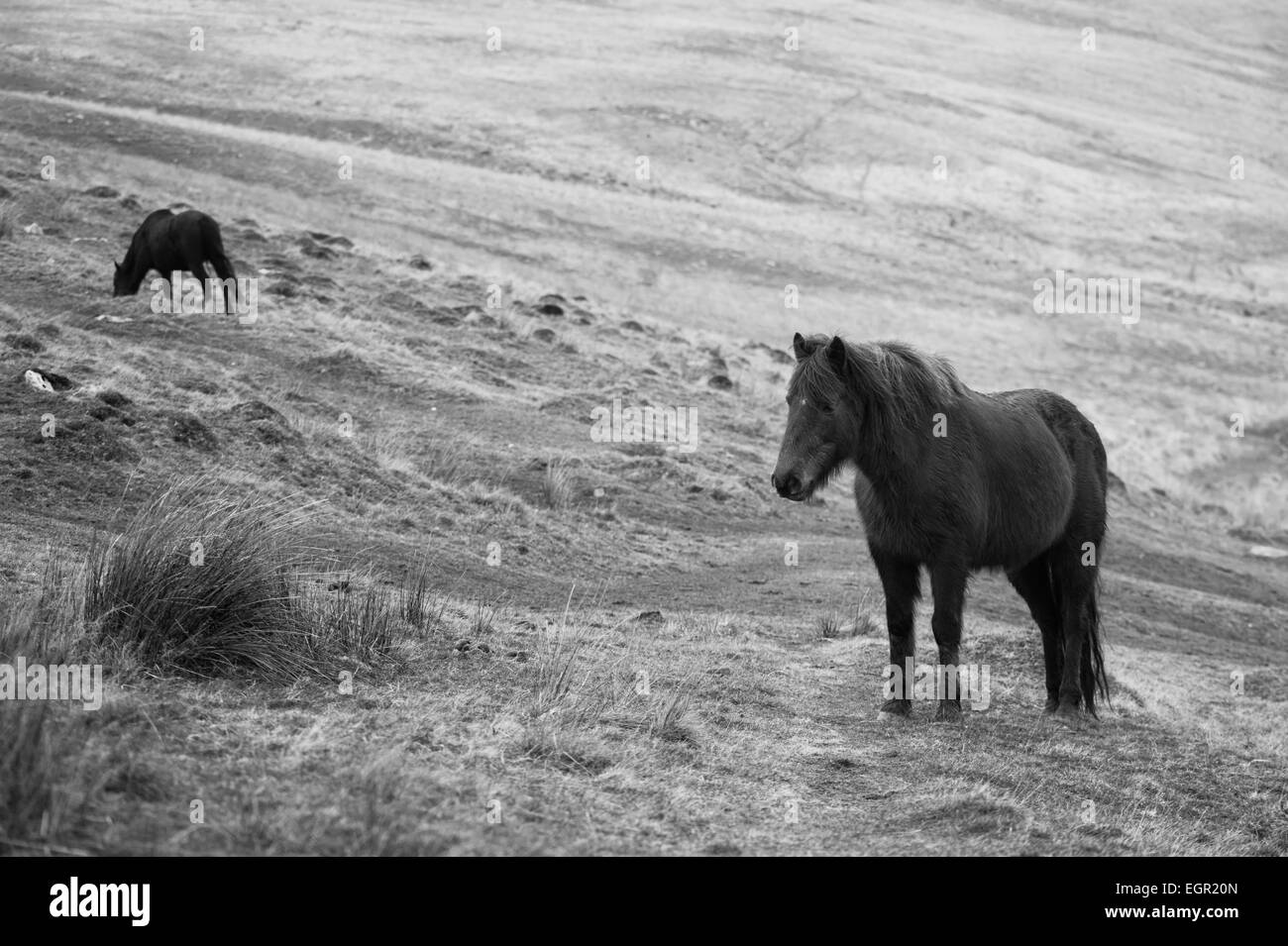 Pony selvatici in Montagna Nera area del Parco Nazionale di Brecon Beacons, Wales, Regno Unito. Foto Stock