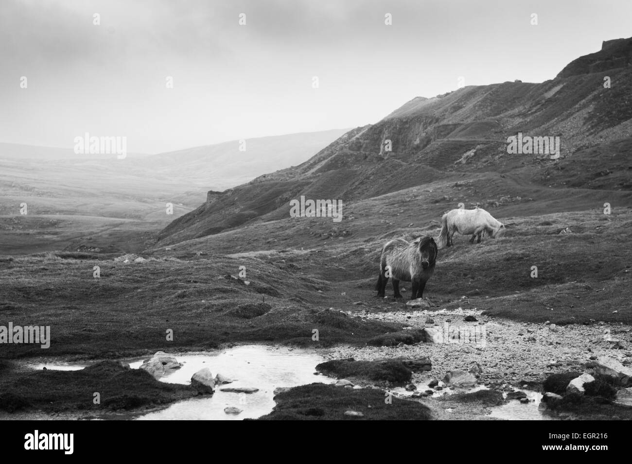 Wild pony in miniatura nella Montagna Nera area del Parco Nazionale di Brecon Beacons, Wales, Regno Unito. Foto Stock
