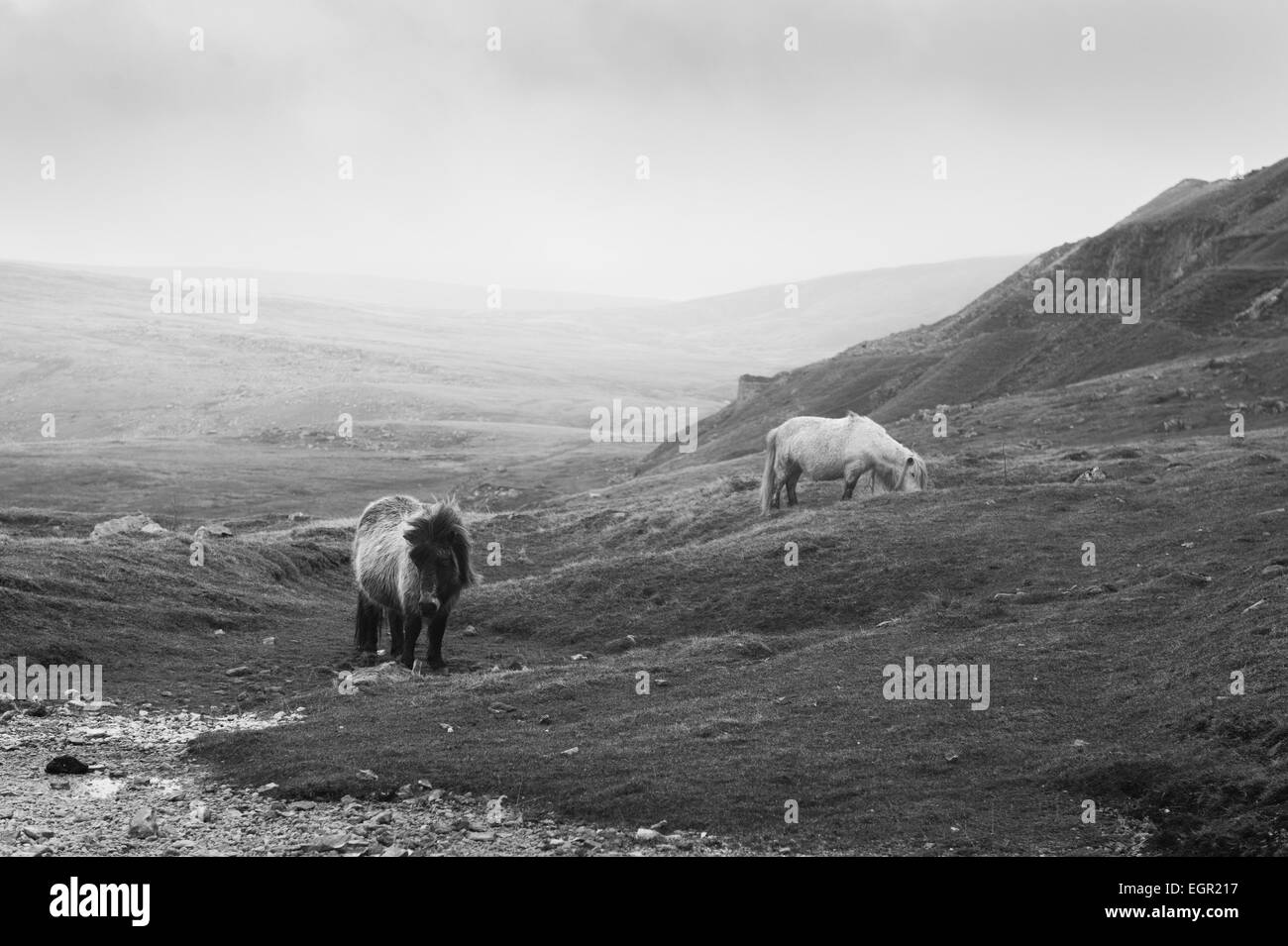 Wild pony in miniatura nella Montagna Nera area del Parco Nazionale di Brecon Beacons, Wales, Regno Unito. Foto Stock